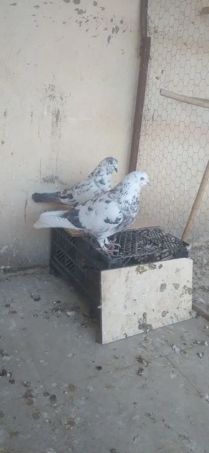کبوتر سوسکی|حیوانات|شاهین‌شهر, کوی مهدیه|دیوار
