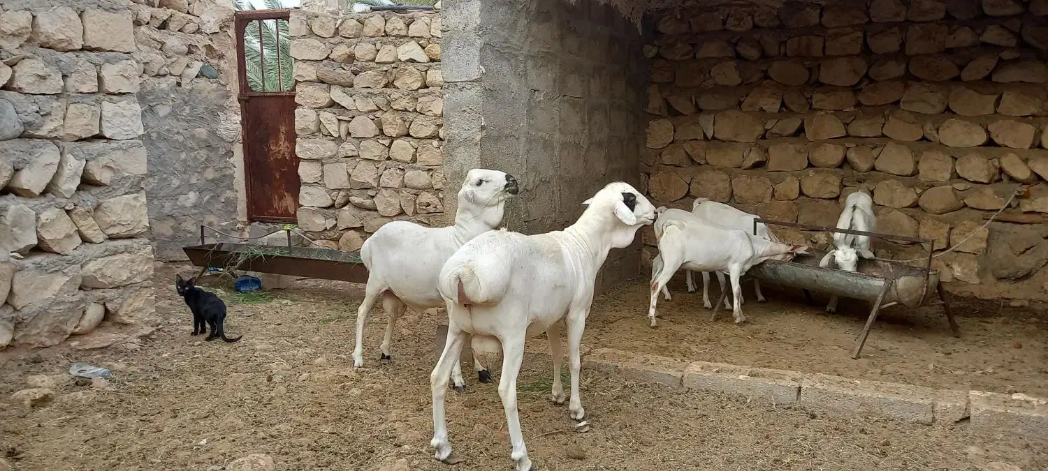 قوچ چاق درجه یک|حیوانات مزرعه|کوخرد هرنگ, |دیوار