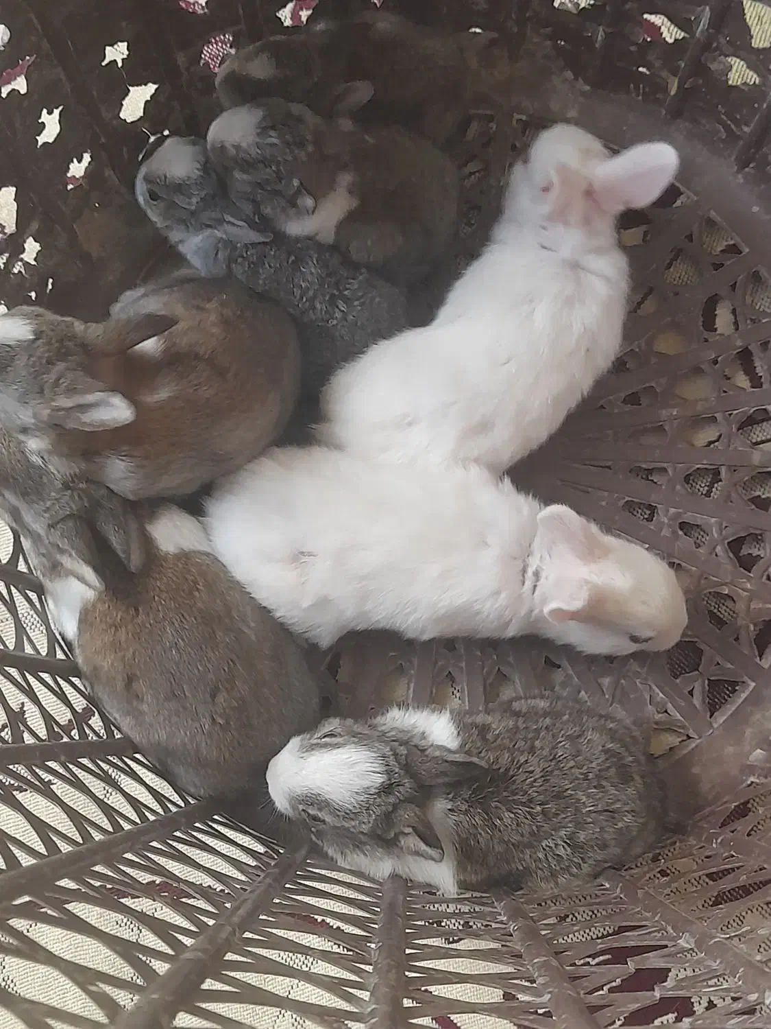 فروش بچه خرگوش|موش و خرگوش|جهرم, |دیوار