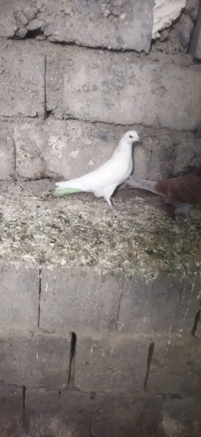 کبوتر گرفتنی|پرنده|نقده, |دیوار