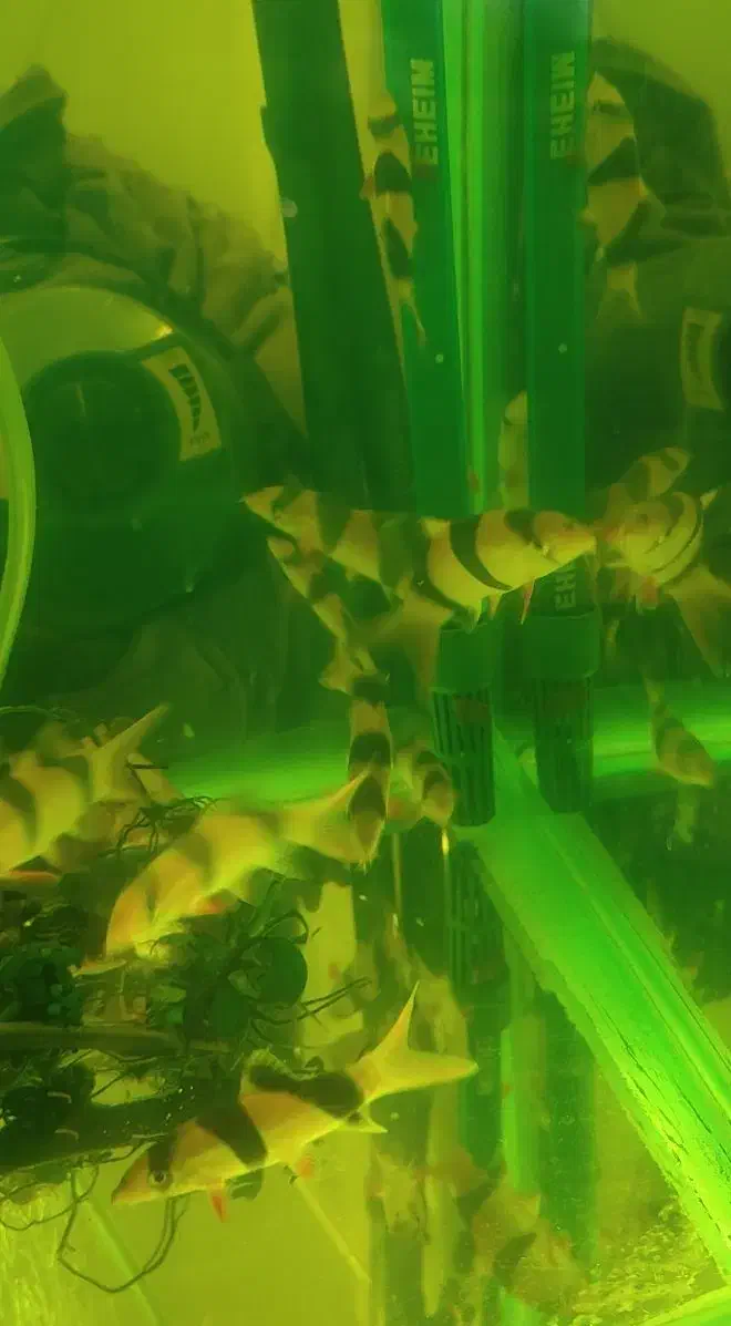 لوچ دلقک|ماهی|تهران, کوثر|دیوار