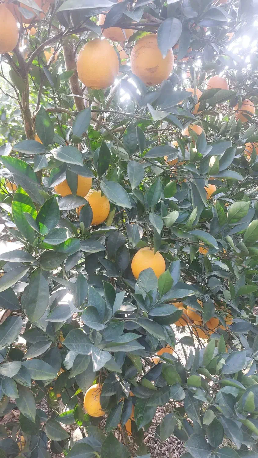 تامسون و پیج فله برگی|خوردنی و آشامیدنی|جویبار, |دیوار