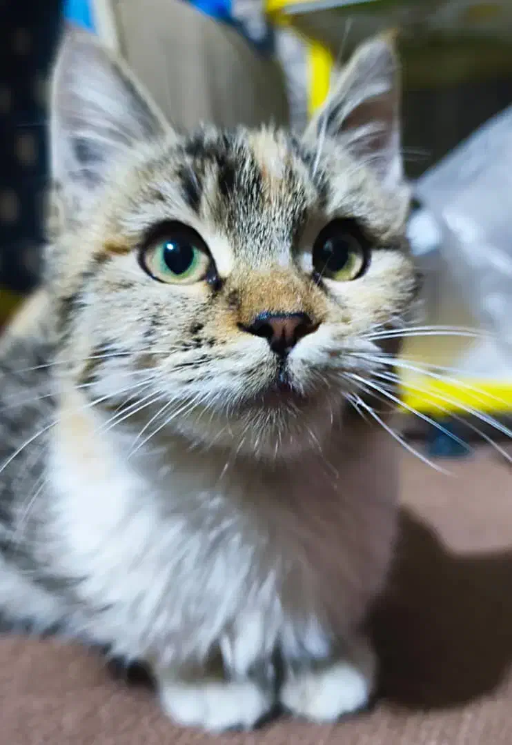 واگذاری گربه|گربه|پرند, فاز ۲|دیوار