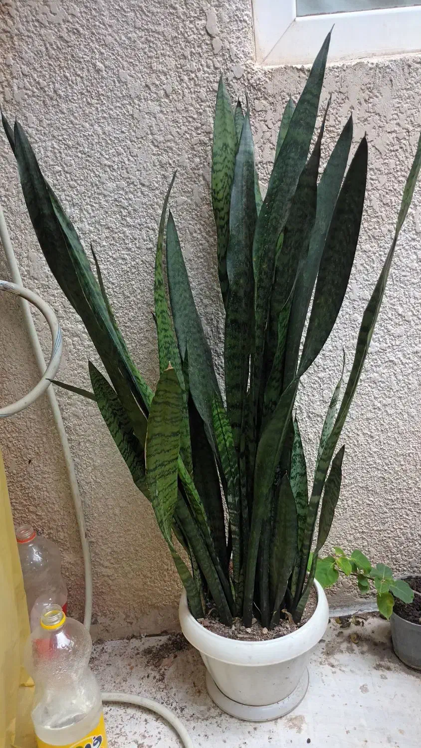 گل سانسوریا|گل و گیاه طبیعی|لاهیجان, فیاض|دیوار