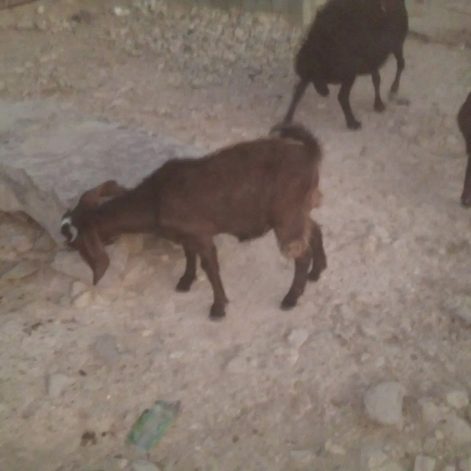 کاژیله جوان داشتی گوشتی کیلوهم به فروش میرسد|حیوانات مزرعه|زیویه, |دیوار