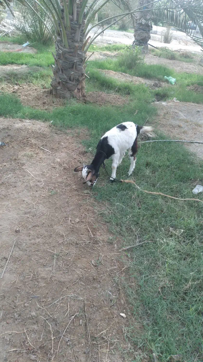 یک عدد کهره ماده چاق و سرحال|حیوانات مزرعه|میناب, |دیوار