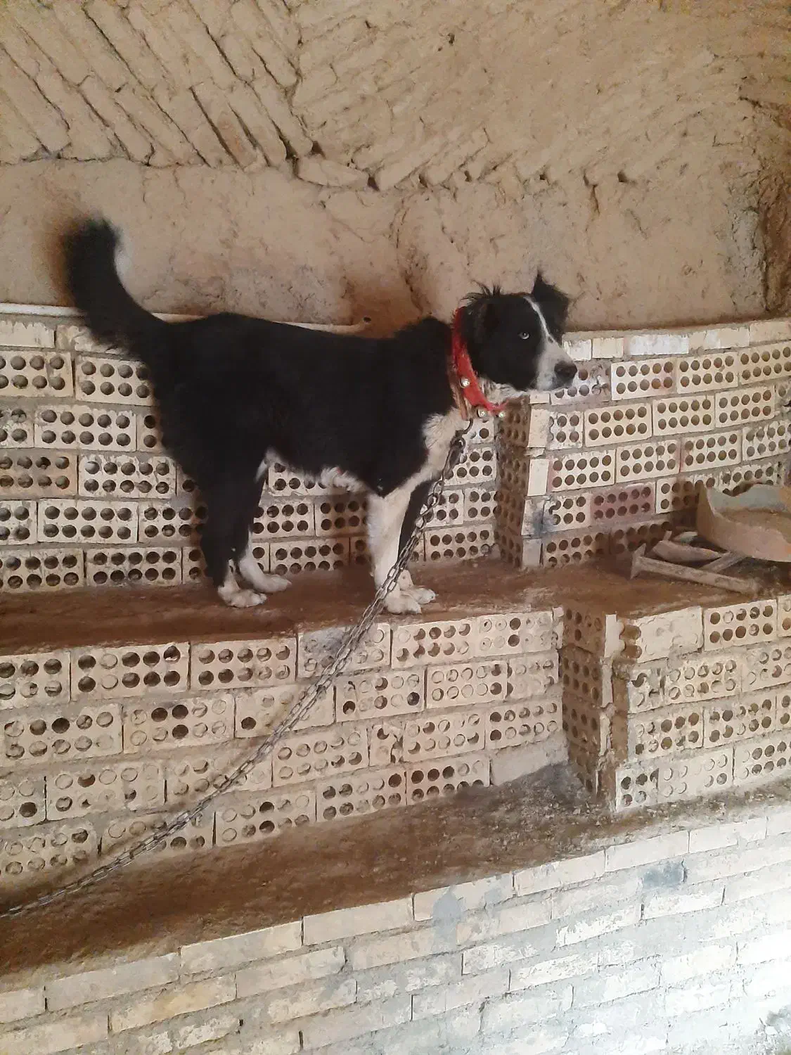 سگ لاس آدمی گله ایی|سگ|دهق, |دیوار