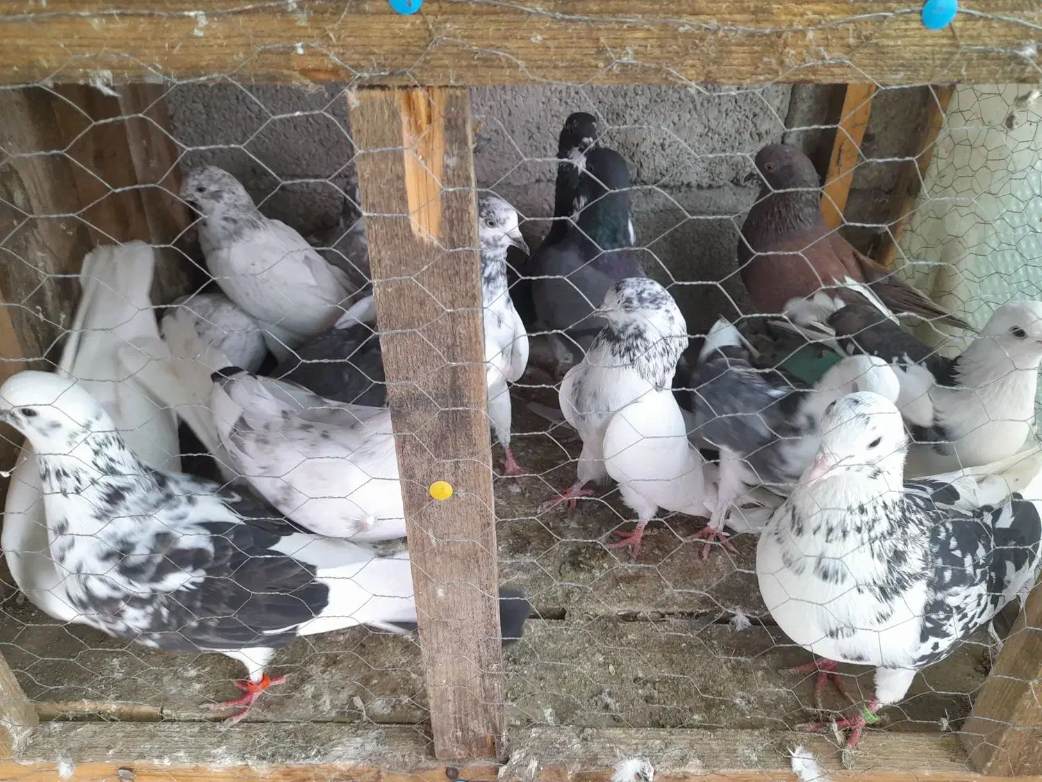 دسته پرنده|پرنده|رضوانشهر, |دیوار