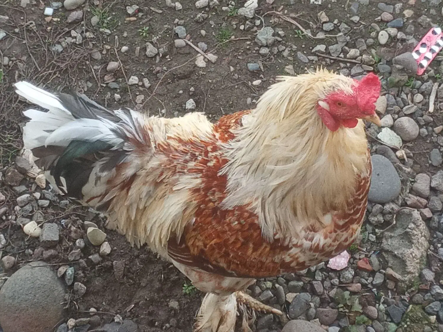 خروس برهما|حیوانات مزرعه|سنگر, |دیوار