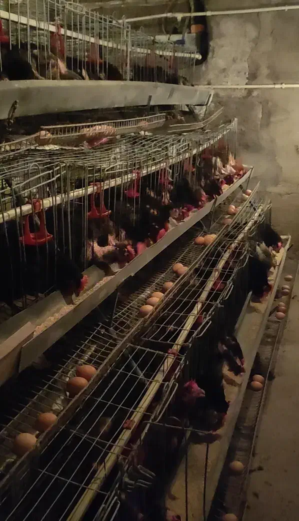 مرغ بومی تخمگذار (زیر قیمت)|پرنده|قنوات, |دیوار