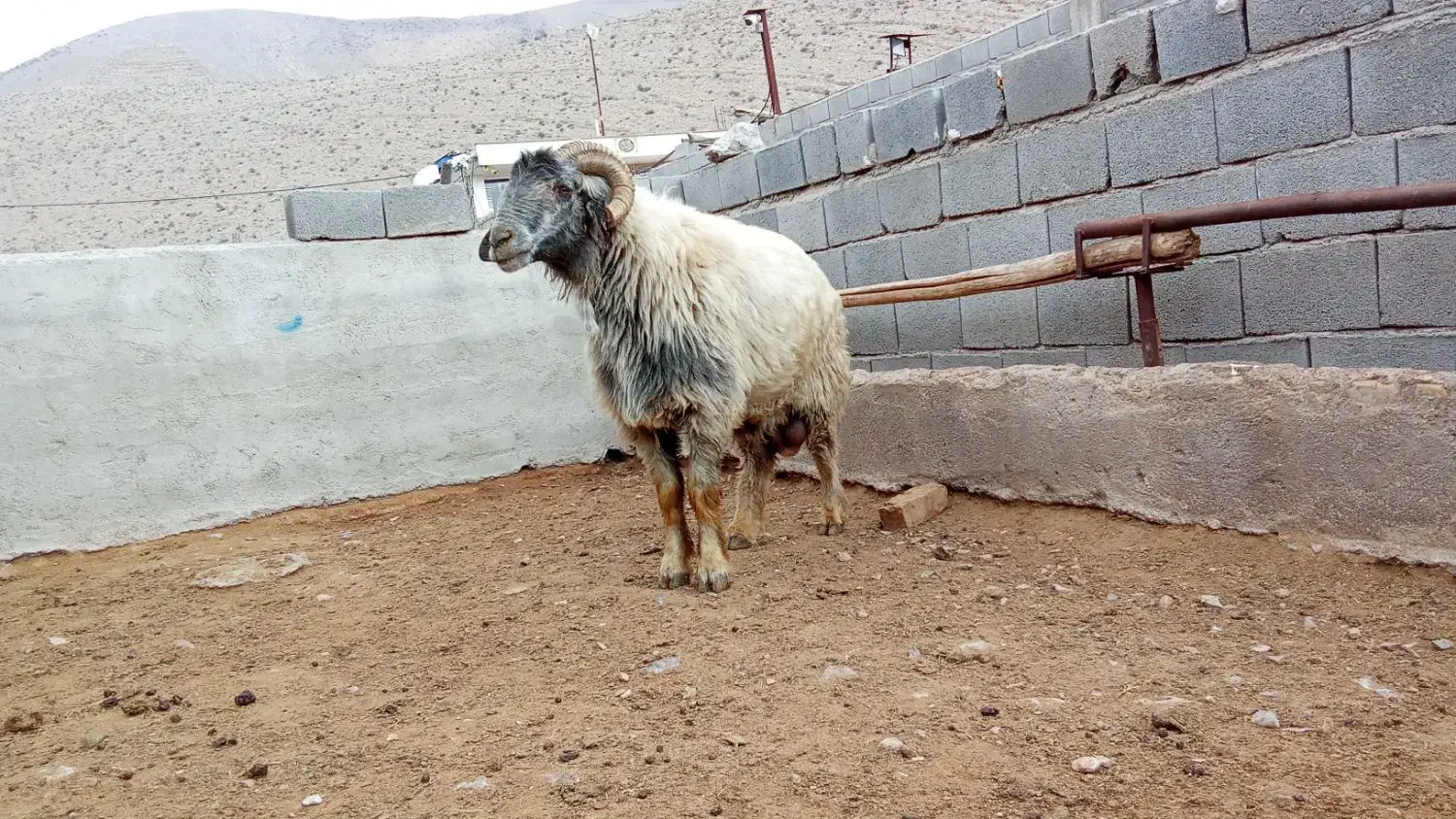 قوچ داشتی|حیوانات مزرعه|مرودشت, مجد آباد|دیوار