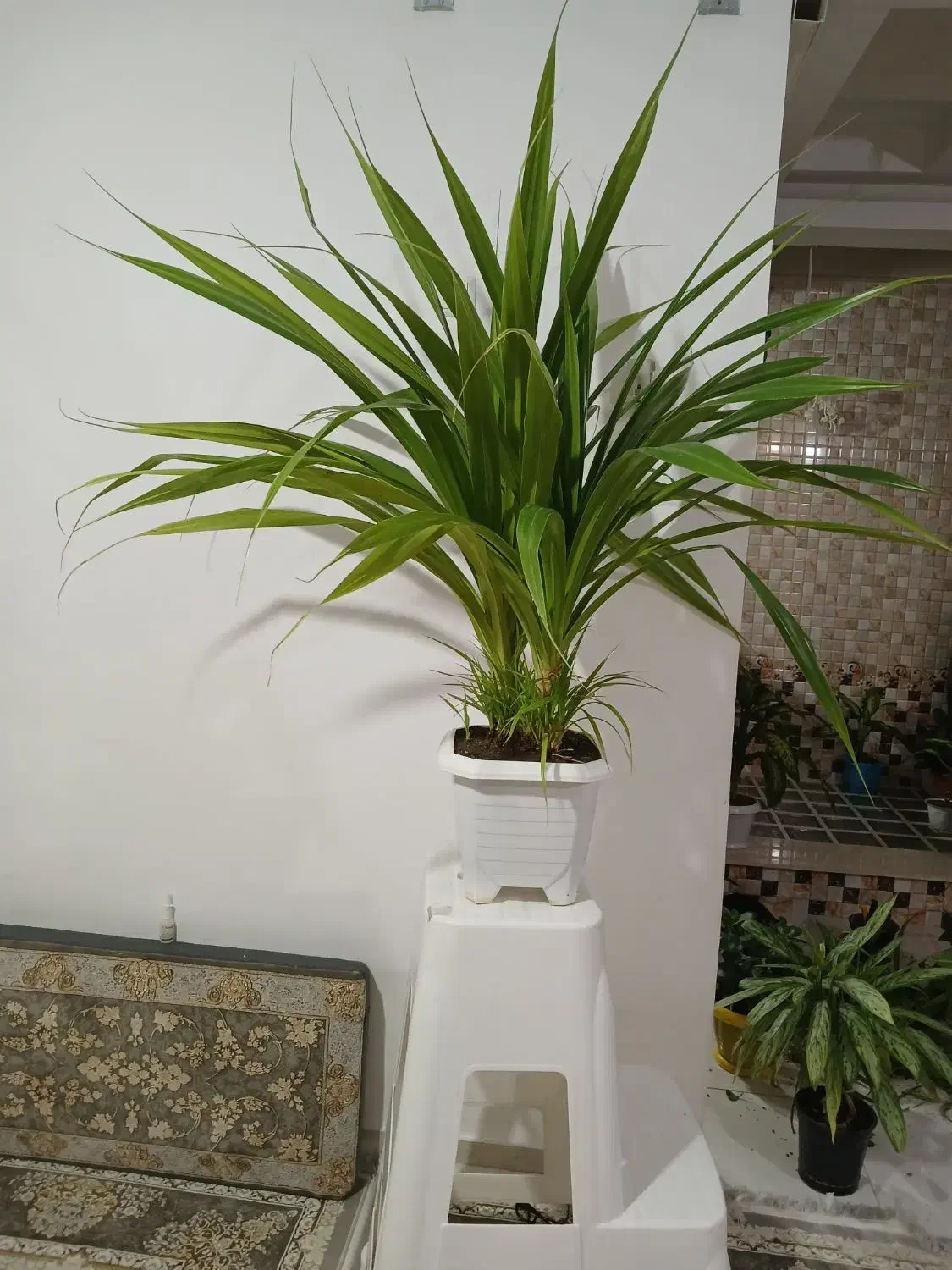 گلگیاه|گل و گیاه طبیعی|کرمانشاه, |دیوار