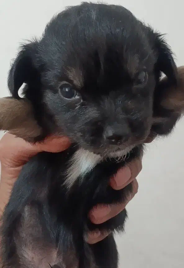 واگذاری سگ اشپیتس|سگ|دلند, |دیوار