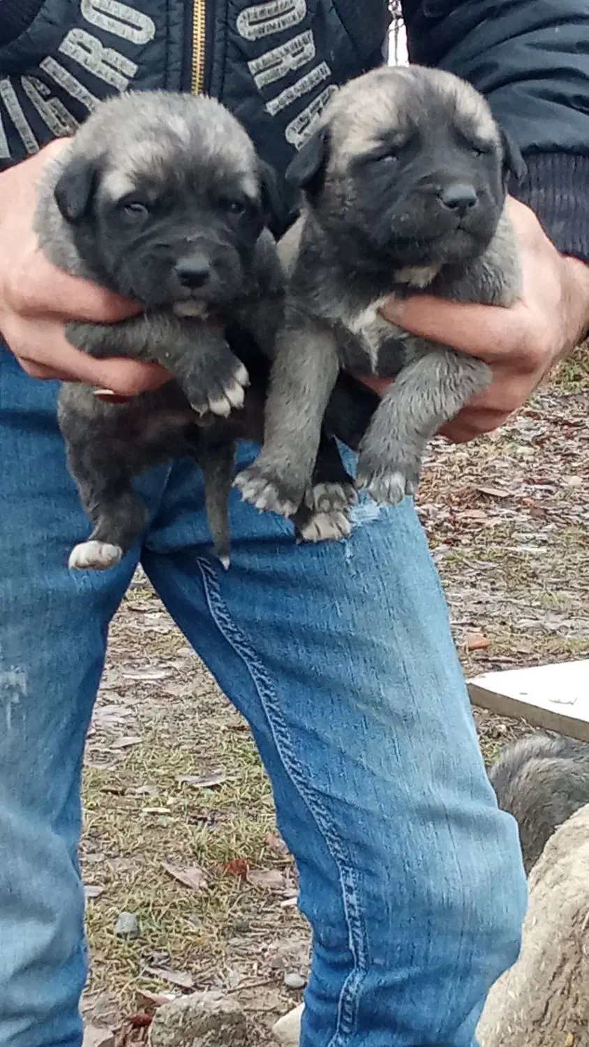 توله سگ عراقی|سگ|ارومیه, |دیوار