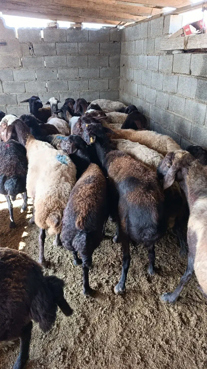 38راس گوسفند آبستن سنگین سونوگرافی|حیوانات مزرعه|سیمین شهر, |دیوار