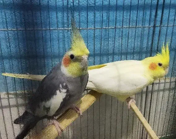 عروس هلندی مولد|پرنده|فردیس, نگارستان|دیوار