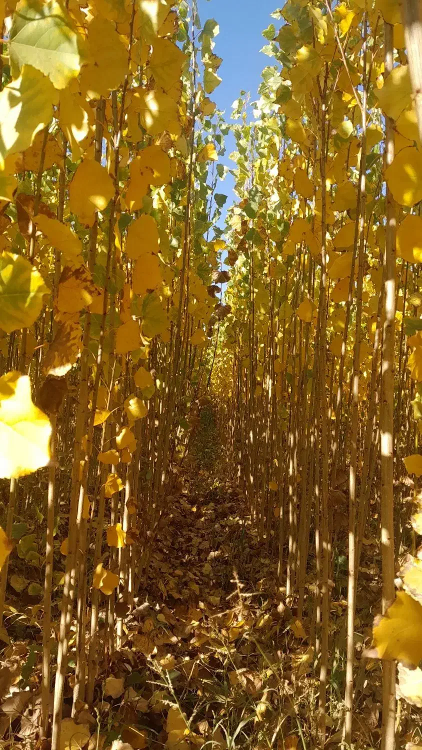 فروش صنوبر تبریزی|خدمات باغبانی و درختکاری|فیروزآباد (آذربایجان), |دیوار