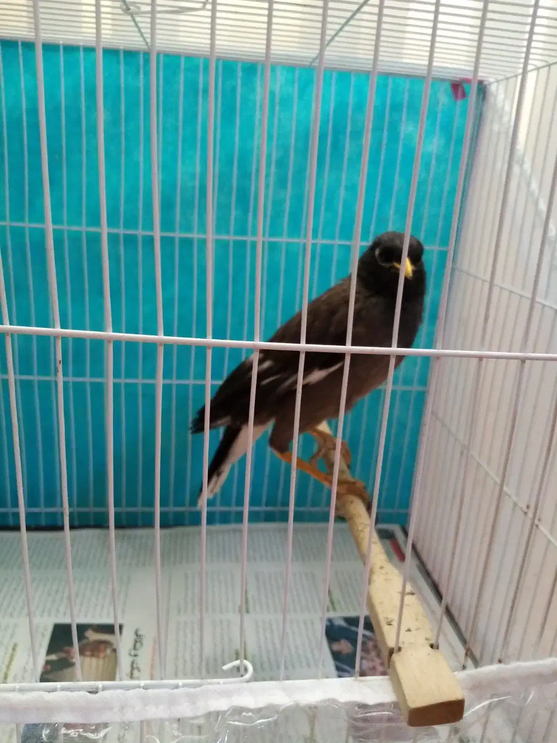 مرغ مینا|پرنده|شیروان (خراسان), |دیوار