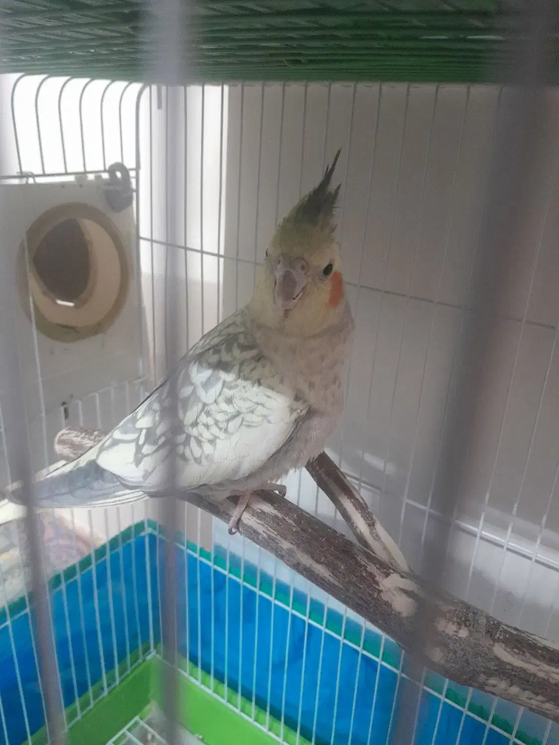 طوطی هلندی|پرنده|مرند, |دیوار