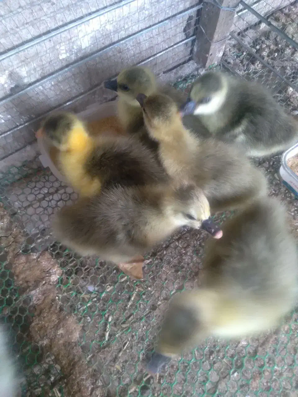 فروش جوجه غاز|حیوانات مزرعه|گلوگاه بابل (گلیا), |دیوار