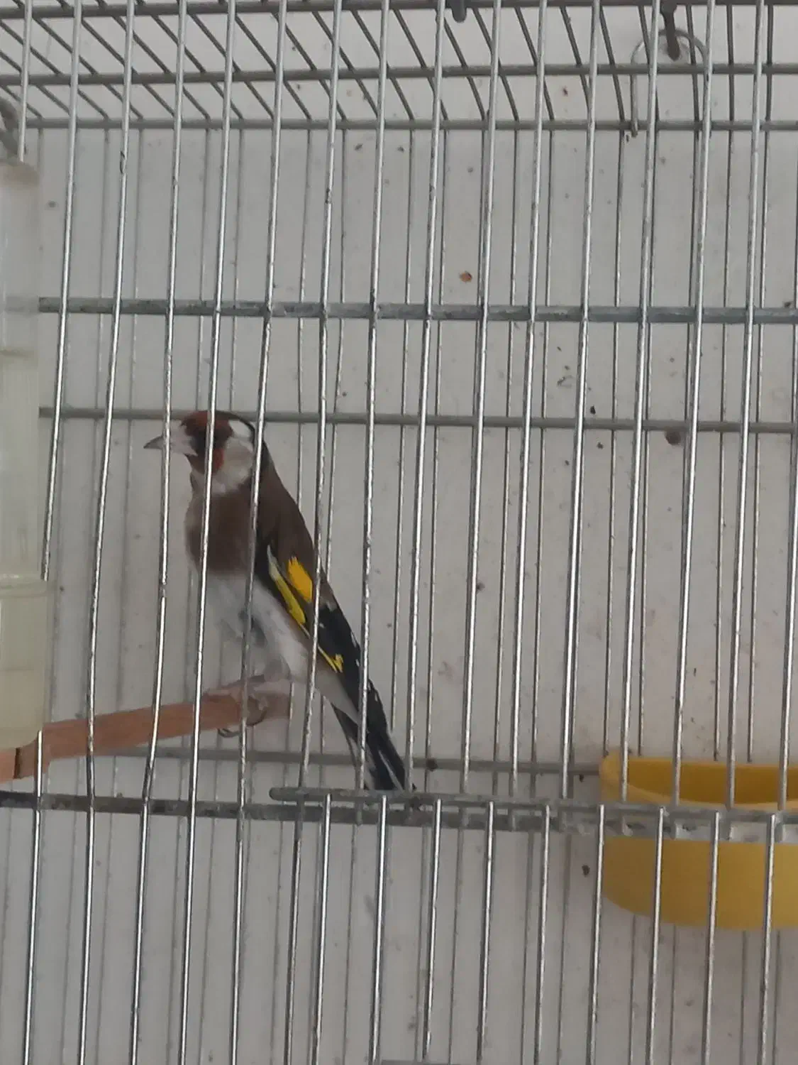 سهره|پرنده|نیشابور, شهرک فرهنگیان|دیوار