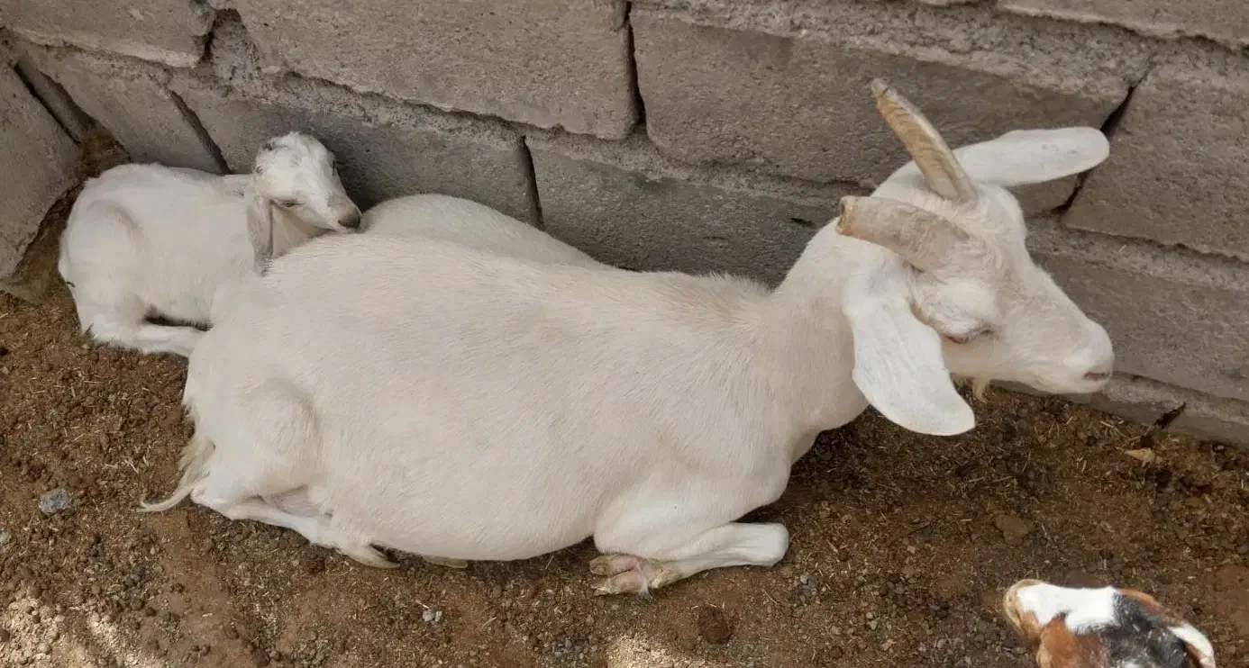 بز سانن با کهره|حیوانات مزرعه|بیرجند, |دیوار