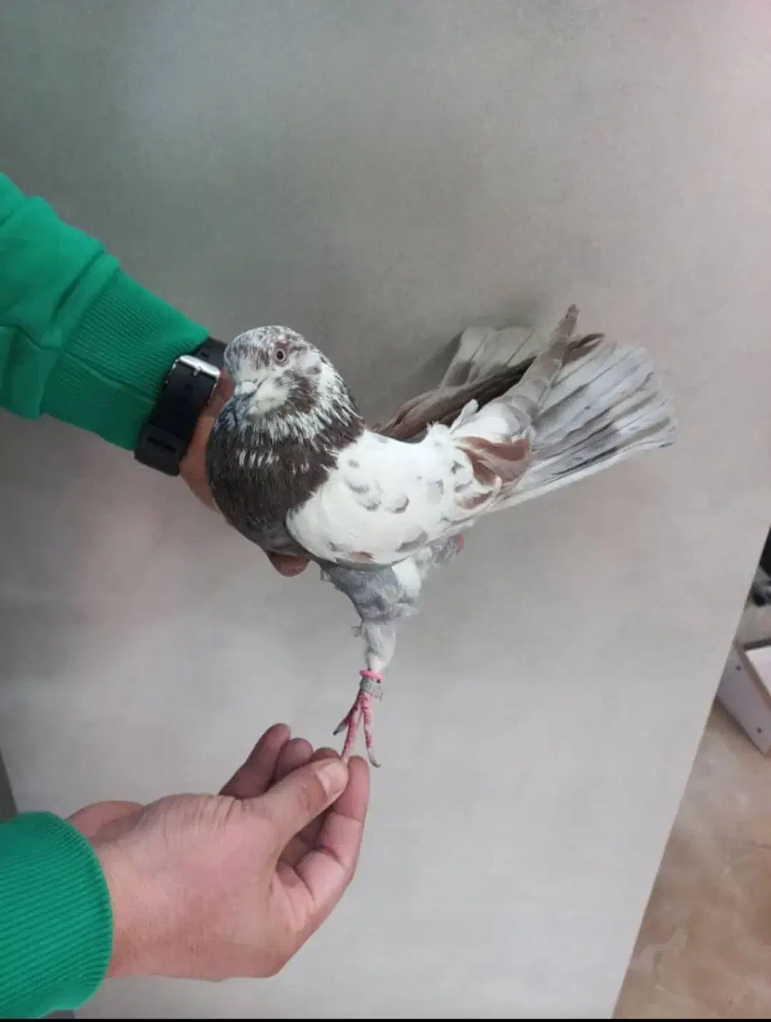 کفتر|پرنده|تهران, یاخجی آباد|دیوار