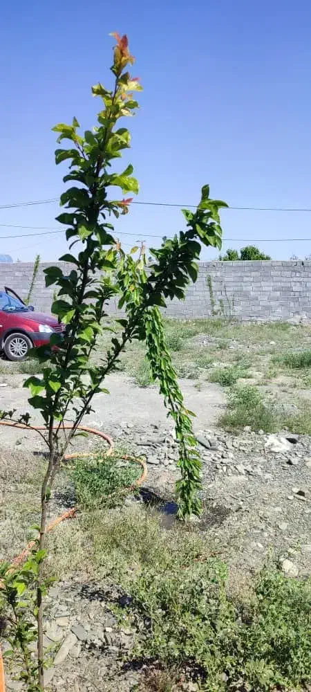 زمین باغی ملکی مجتمع پاس دولت آباد|فروش زمین و ملک کلنگی|مشهد, رضاشهر|دیوار