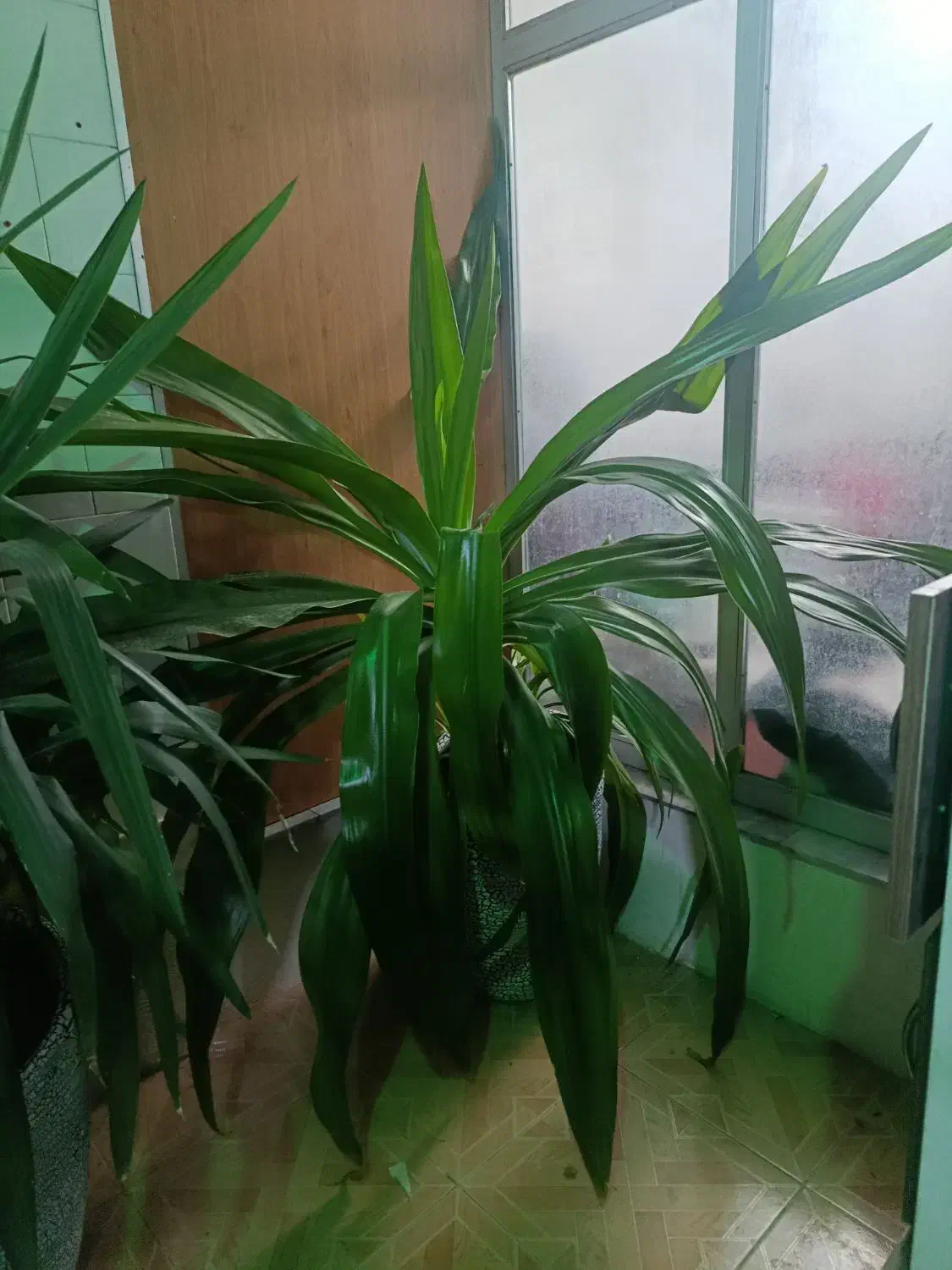 گل موزی بزرگ|گل و گیاه طبیعی|کرمان, |دیوار