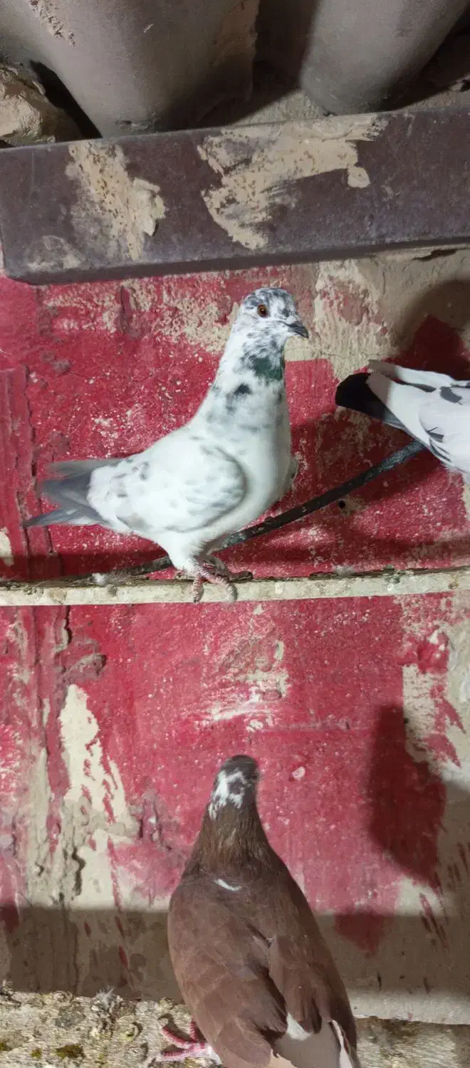 کفتر بجایی|پرنده|شهریار, شهریار|دیوار