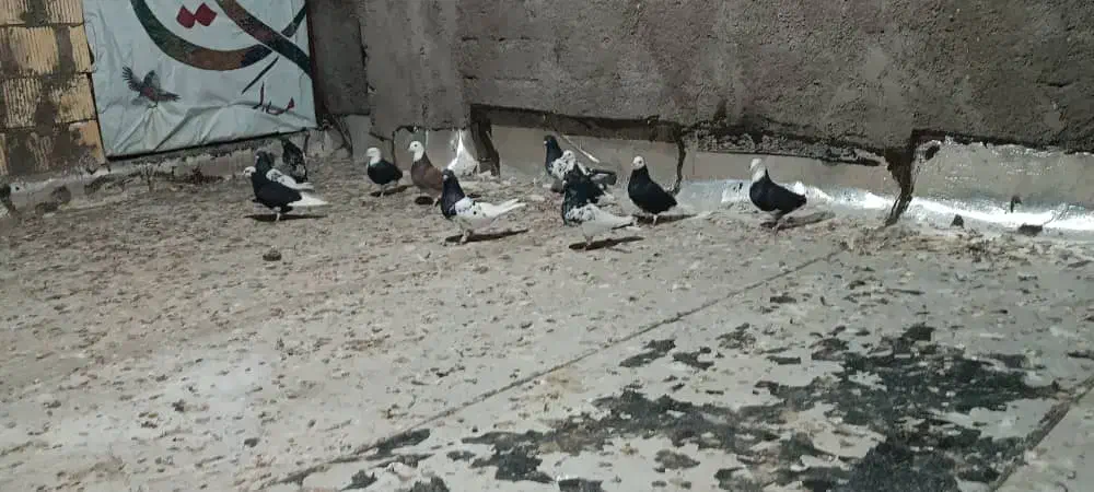 دیوار|پرنده|بم, |دیوار