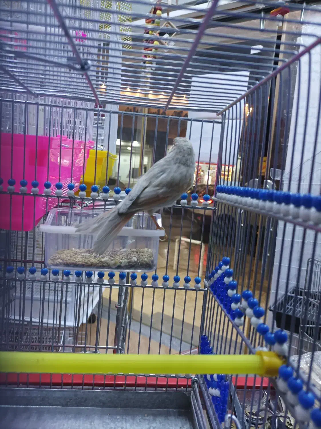 قناری ماده آماده|پرنده|بهبهان, |دیوار