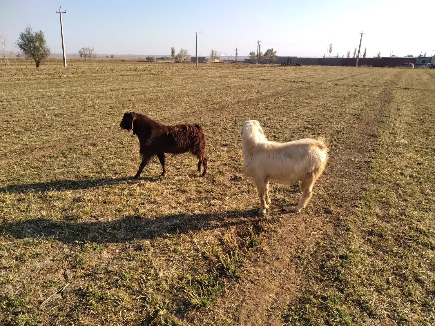 ۲عددبزغاله نرعراقی|حیوانات مزرعه|خواجه, |دیوار