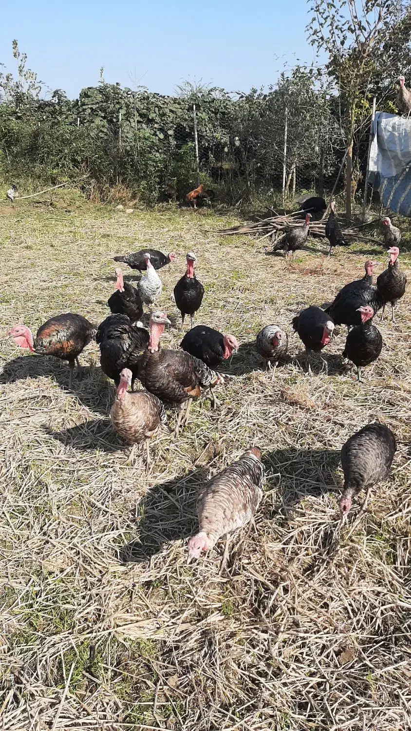 فروش بوقلمون|حیوانات مزرعه|لیسار, |دیوار