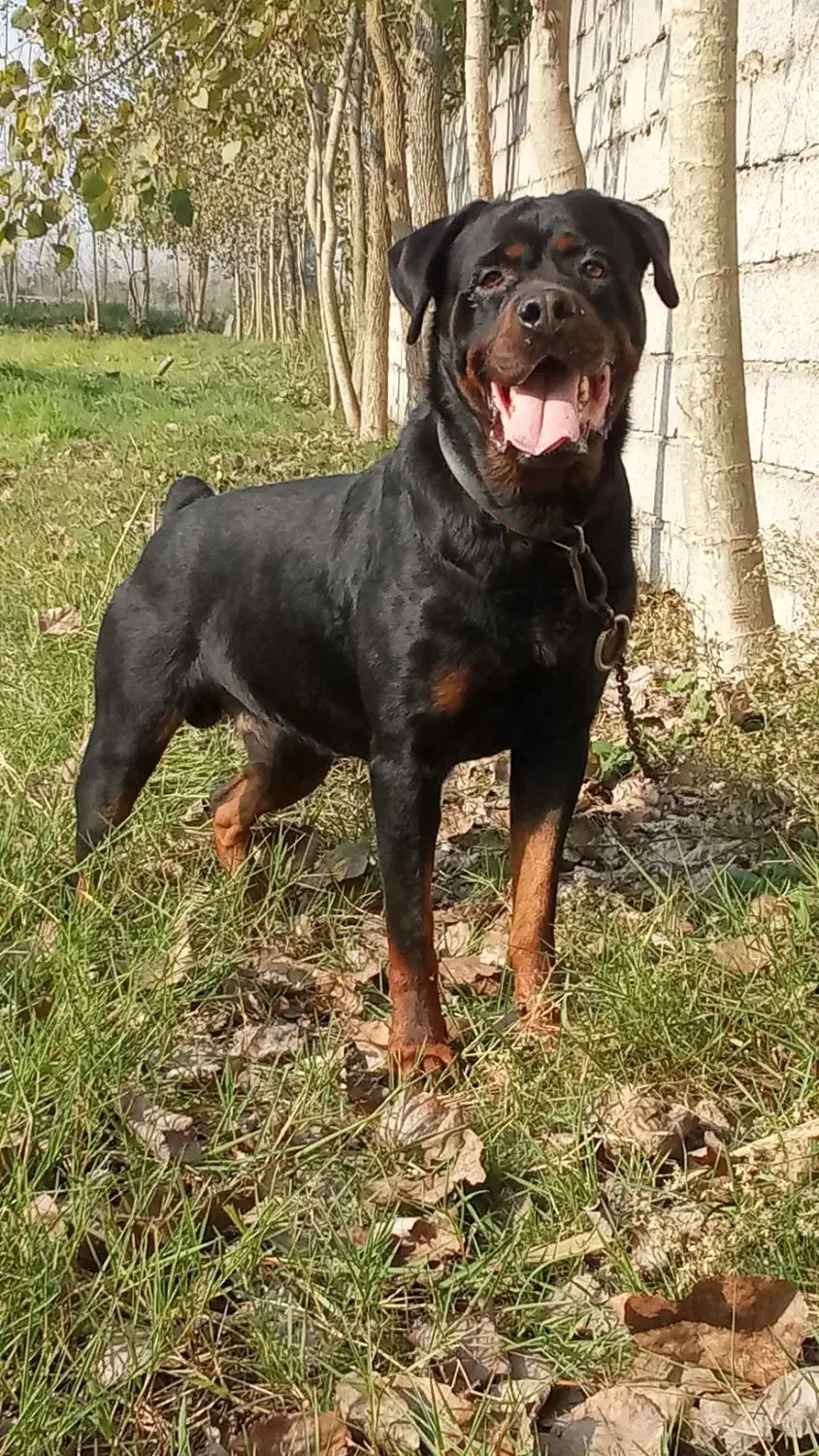 واگذاری یک عدد روت وایلر نر،15ماهه|سگ|تهران, یافت‌آباد|دیوار