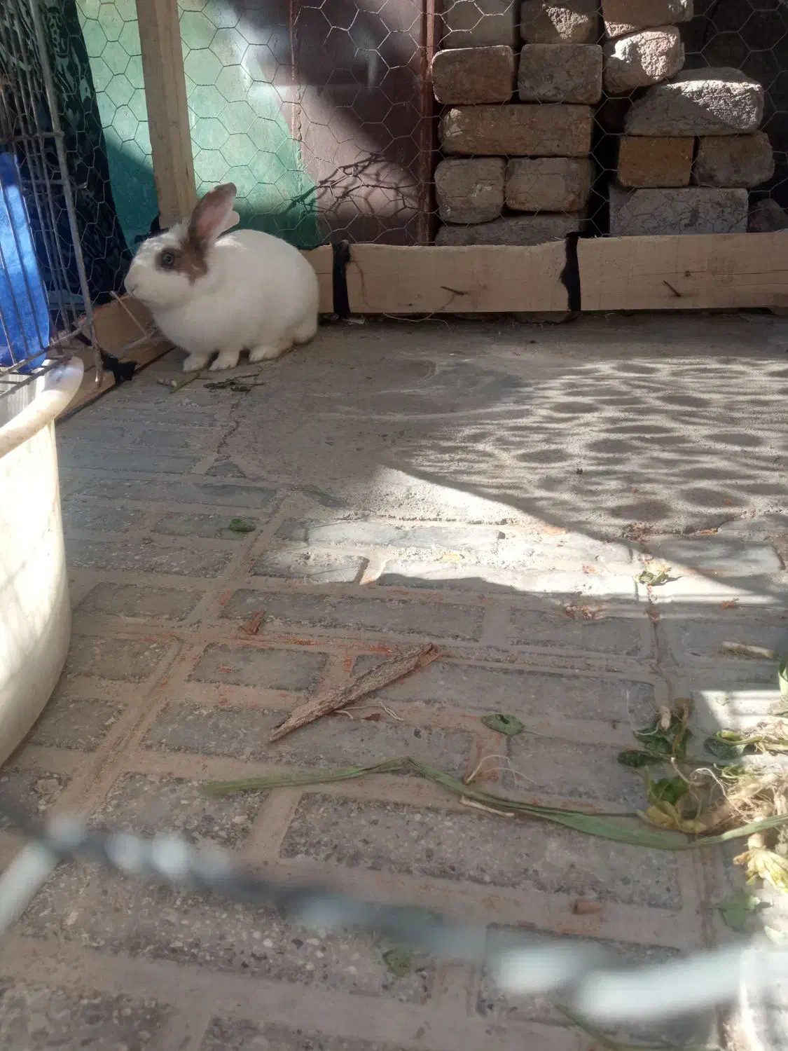 خرگوش|موش و خرگوش|دورود, |دیوار