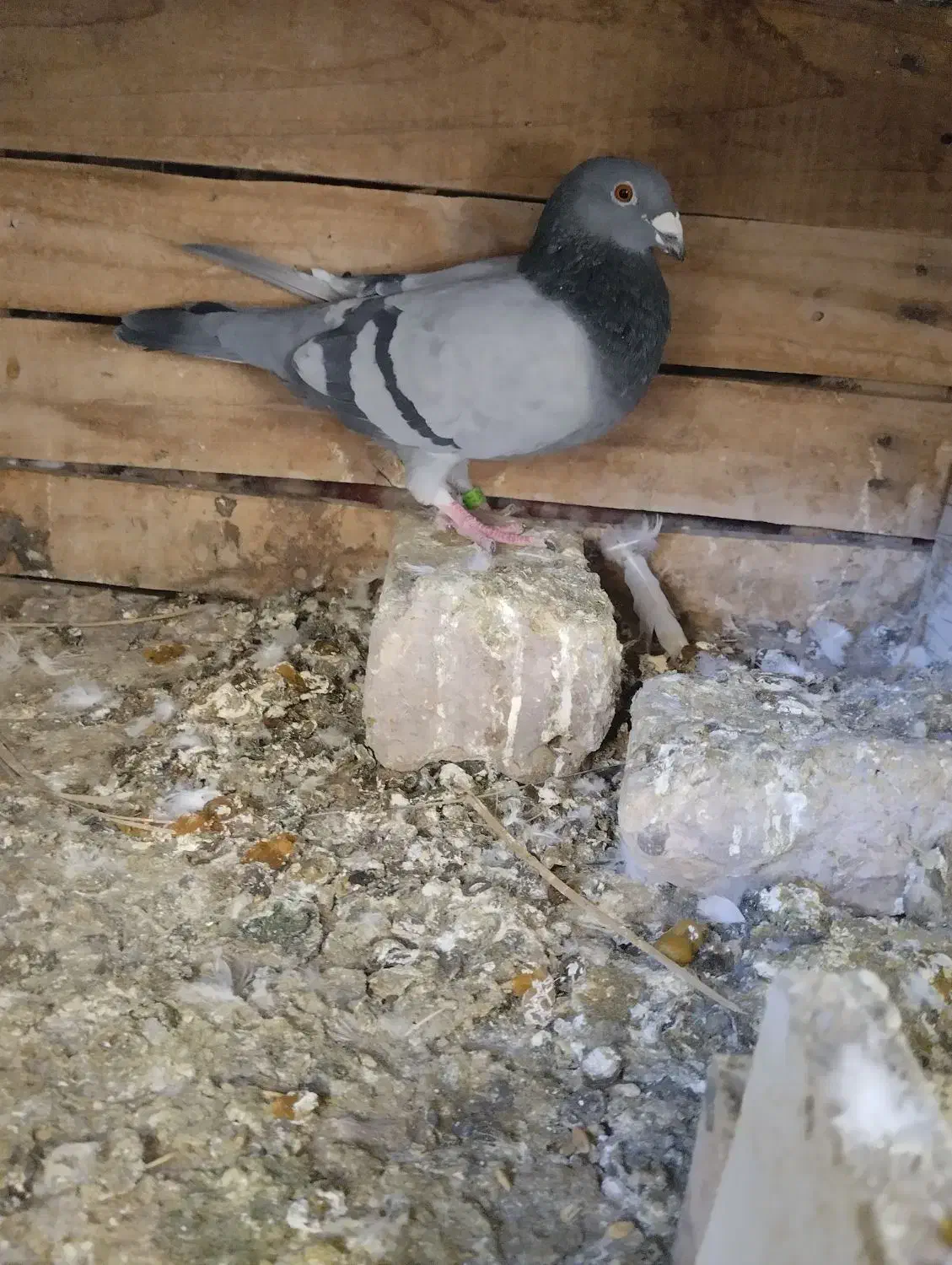 سبز پلاکی نر|پرنده|بم, |دیوار