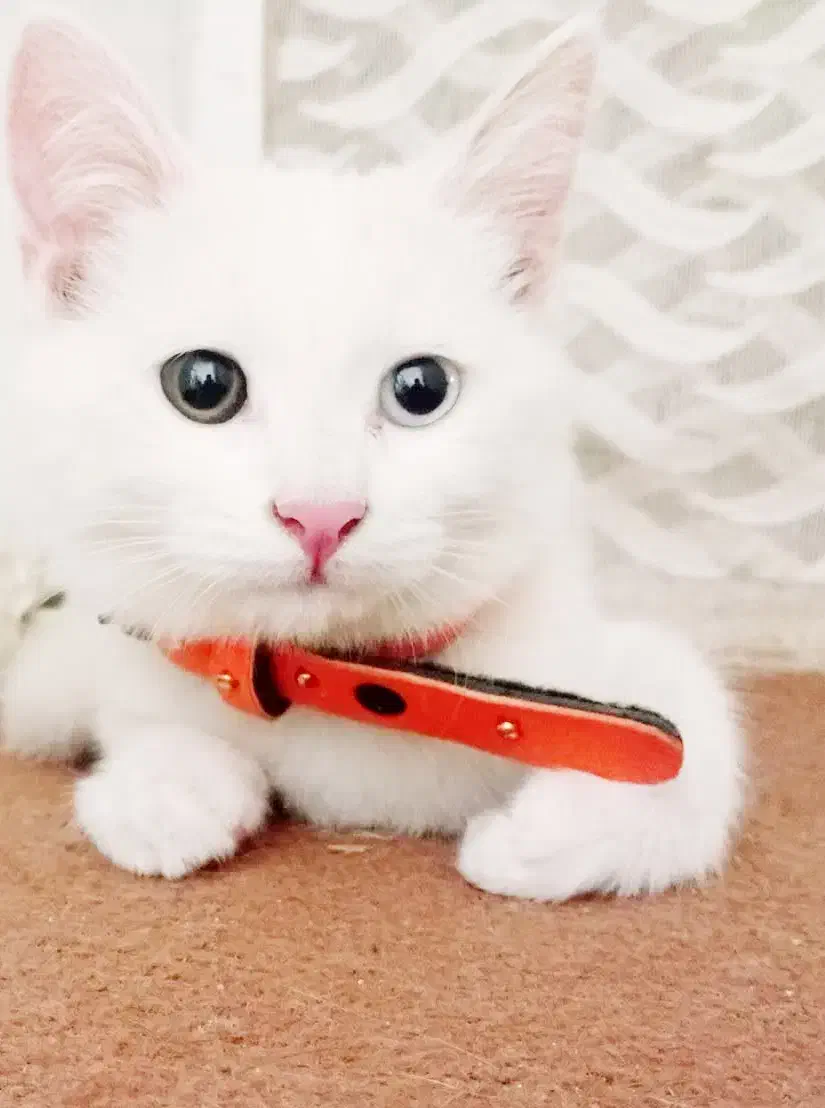 گربه نر|گربه|بیرجند, |دیوار