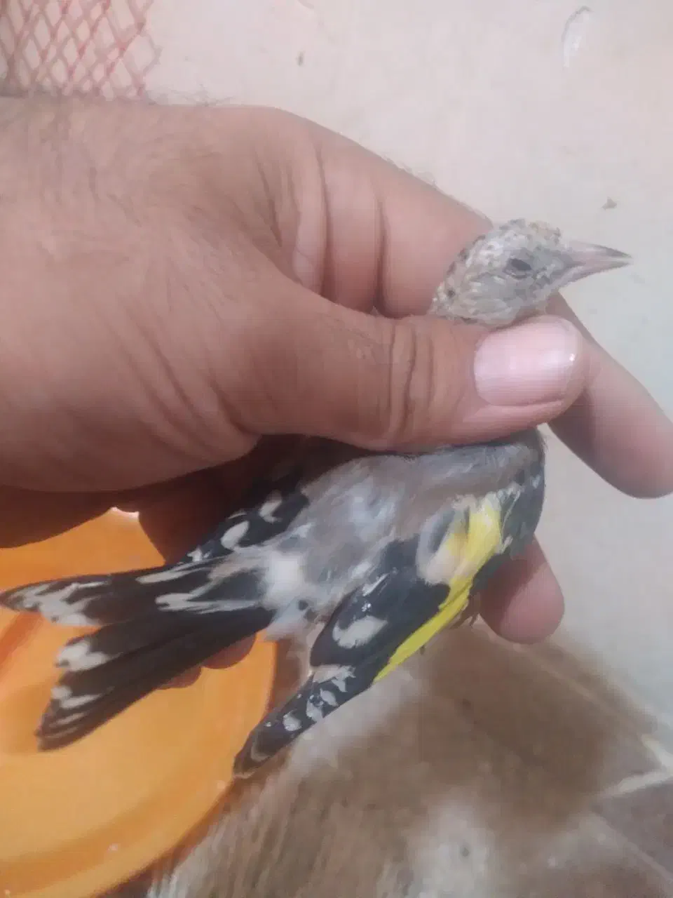 سهره بستان اباد|پرنده|تبریز, |دیوار