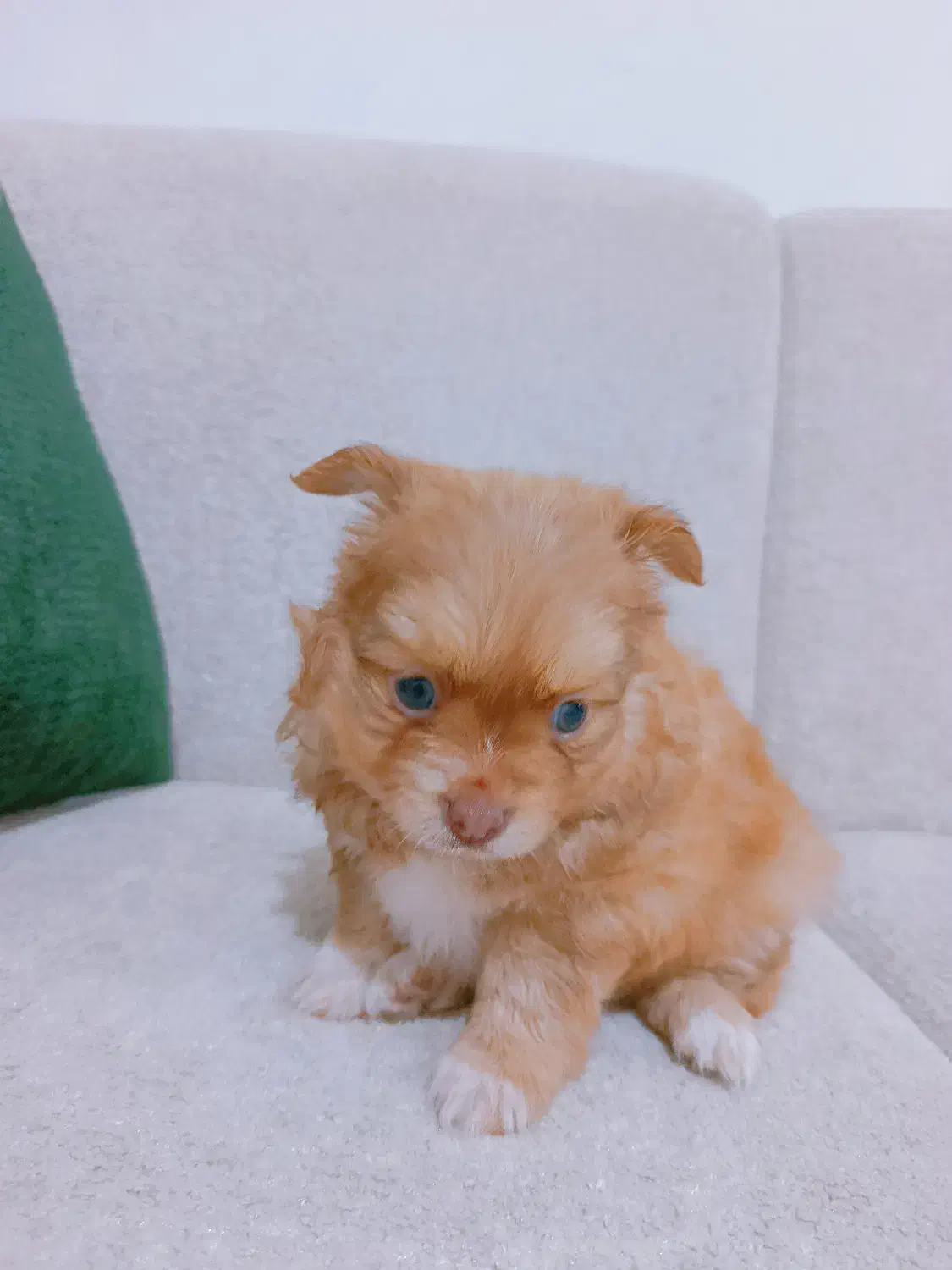 پامر خرسی اصیل|سگ|گنبد کاووس, |دیوار