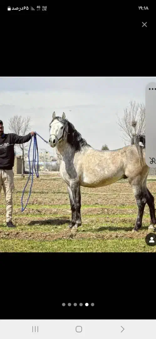فروش ۲ راس نریان تکبندی|اسب و تجهیزات اسبسواری|اصفهان, رهنان|دیوار
