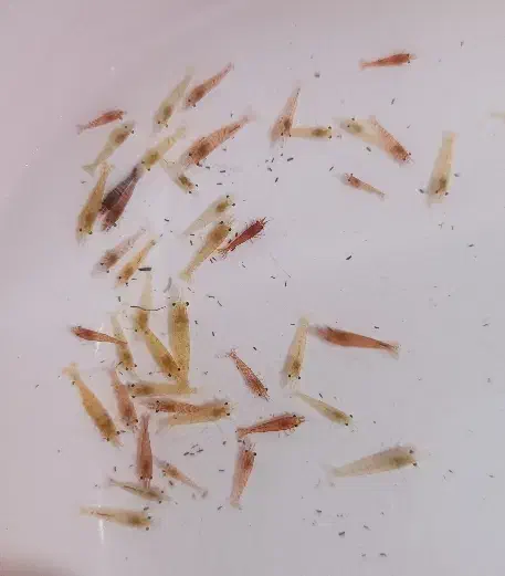 ماهی اکواریوم میگو شریمپ لابستر تصفیه سوبو|ماهی|مشهد, ایثارگران|دیوار