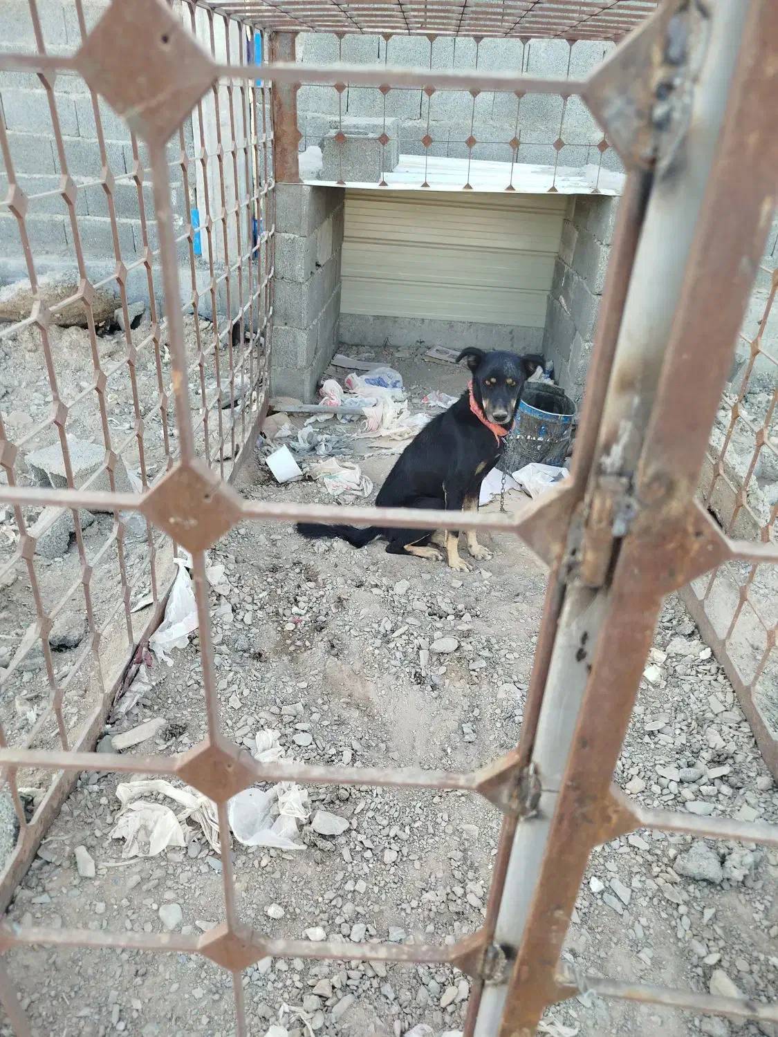 سگ نگهبان|سگ|زاهدان, |دیوار