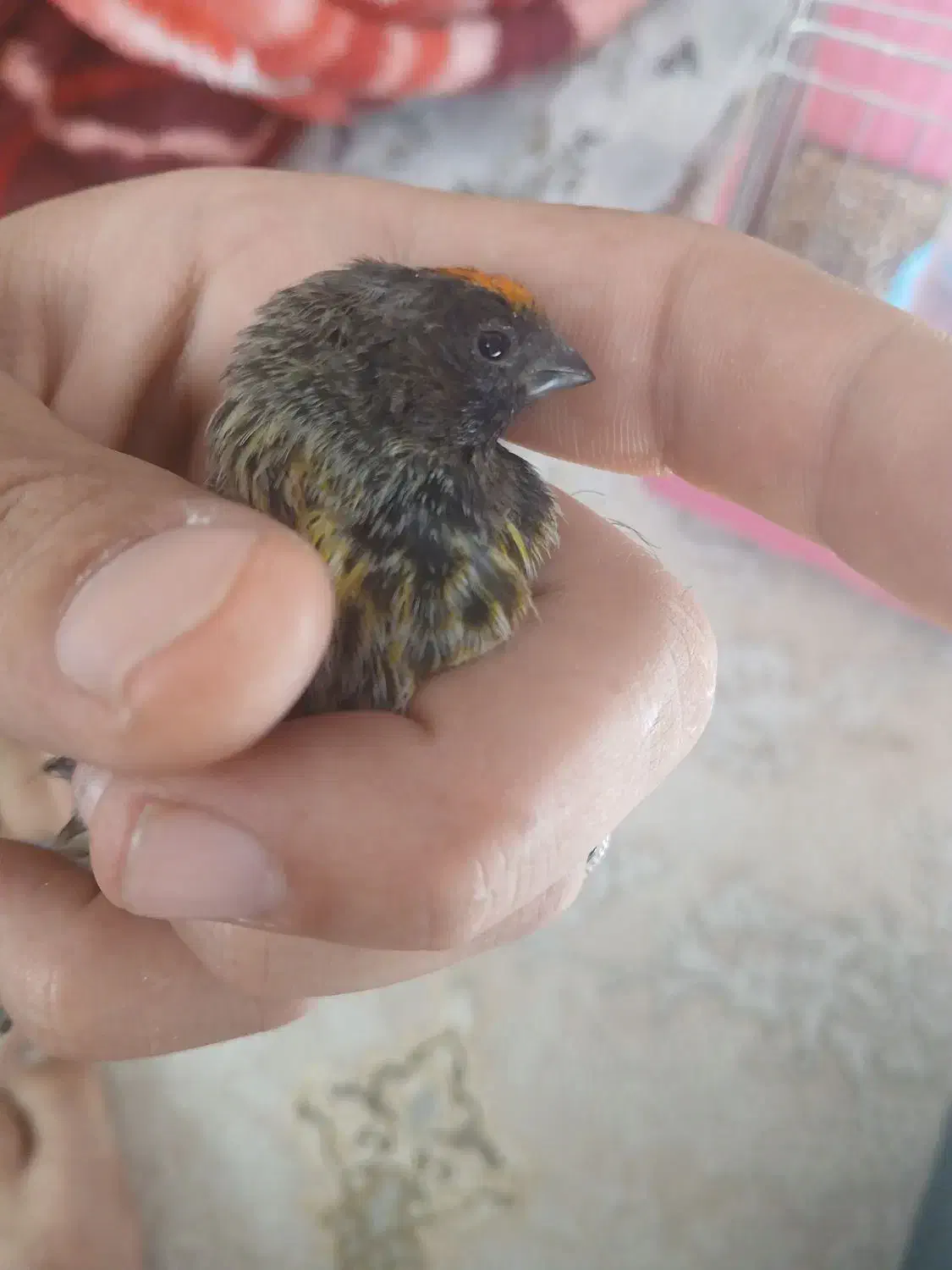 سره گلبسر|پرنده|برخوار, |دیوار