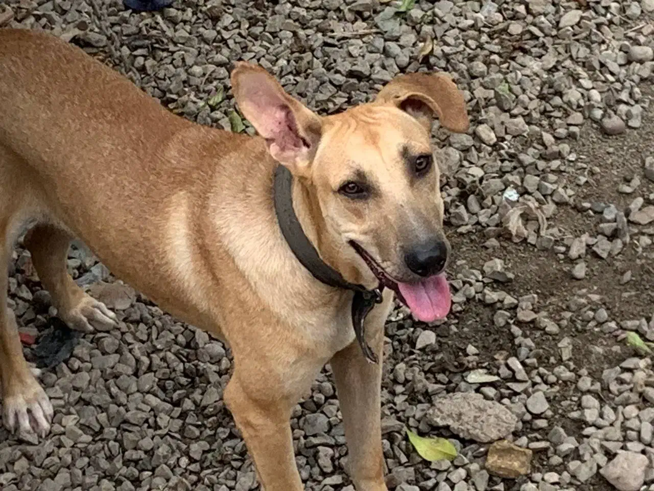 سگ نگهبان|سگ|دلند, |دیوار