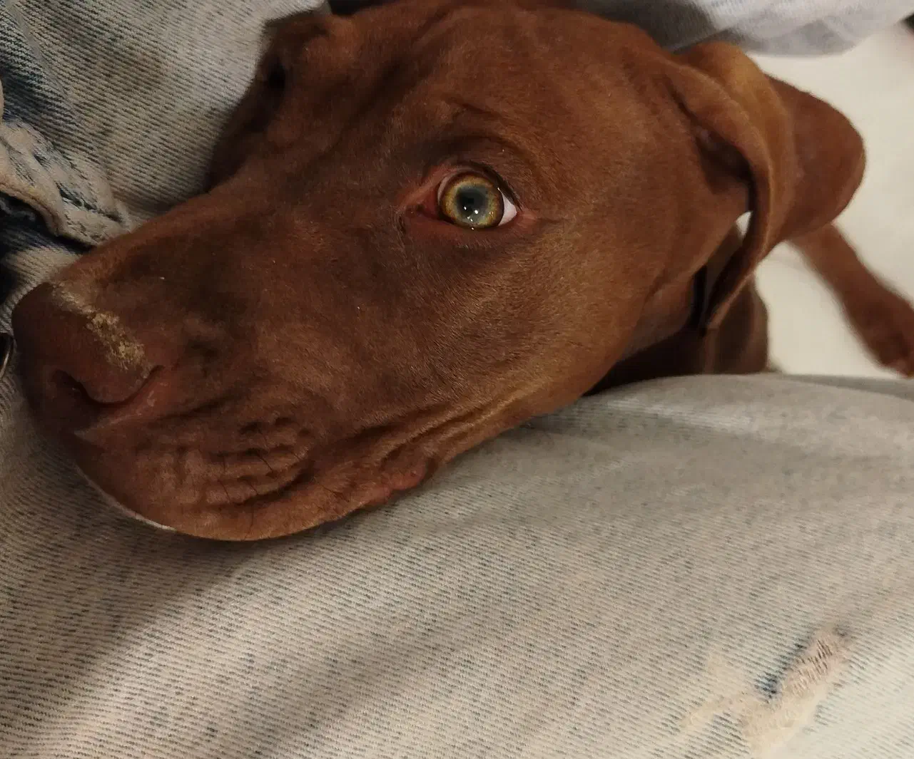 سگ پیتبول نر|سگ|اصفهان, کساره|دیوار