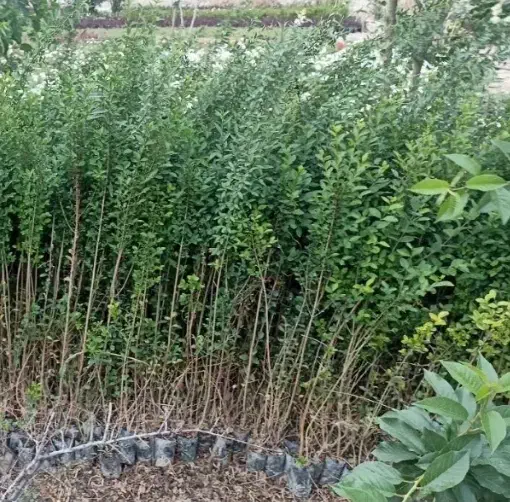 شمشاد و تروون|عمدهفروشی|چهارباغ, |دیوار