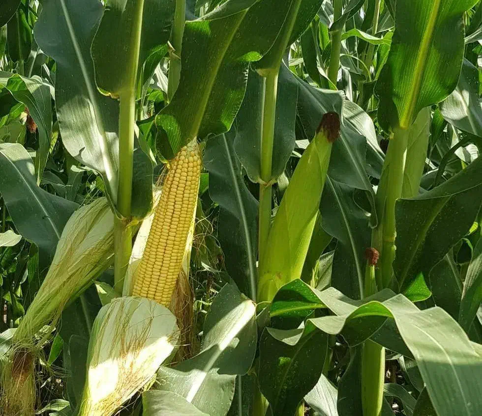 ذرت علوفه ای|لوازم جانبی حیوانات|گناباد, |دیوار