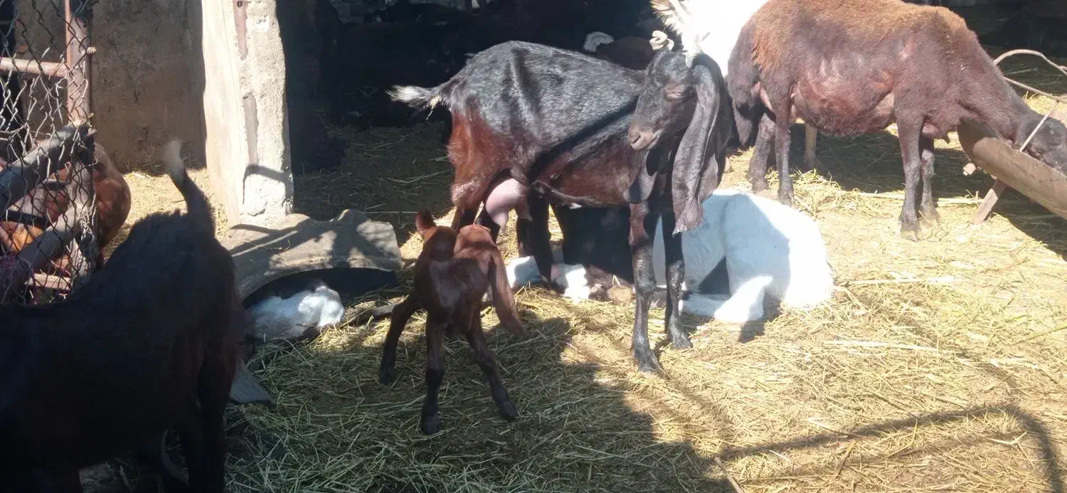 بز پاکستانی|حیوانات مزرعه|گرگان, |دیوار