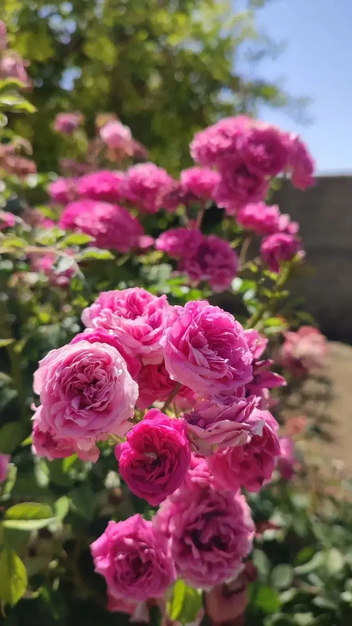 گلاب‌ناب وخالص‌ووسایل‌دیگر|خوردنی و آشامیدنی|جوانرود, |دیوار